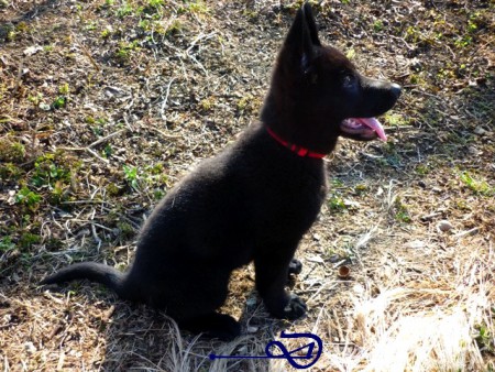 Bessy ve svém novém domově